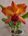 blc. Suzuk's Red Flare 'Nagase'.